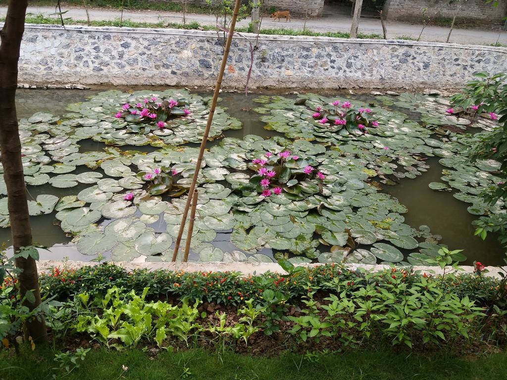 Quoc Khanh Bamboo Homestay Ninh Binh Buitenkant foto